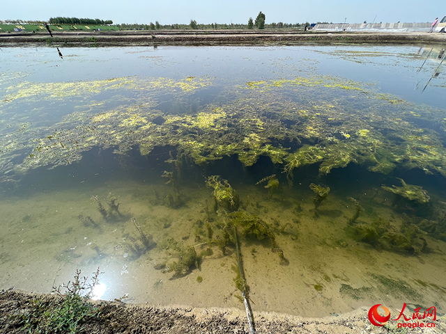 沿着河湖看新疆丨大漠荒滩育“澳龙”——探秘麦盖提澳龙养殖基地