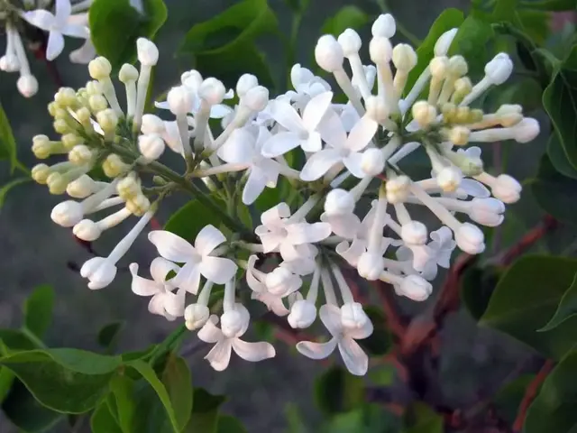 想要养殖好丁香花，掌握住这9个技巧，就可以看到繁花锦簇