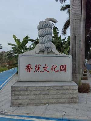 东莞香蕉种植(东莞市，水乡文化香蕉种植基地)