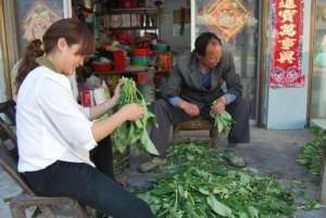 苦菜种植前景(农民致