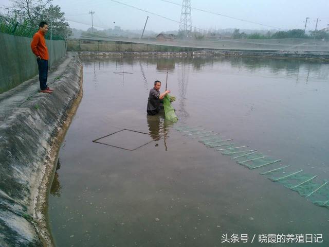 让泥鳅们自投罗网的小妙招！