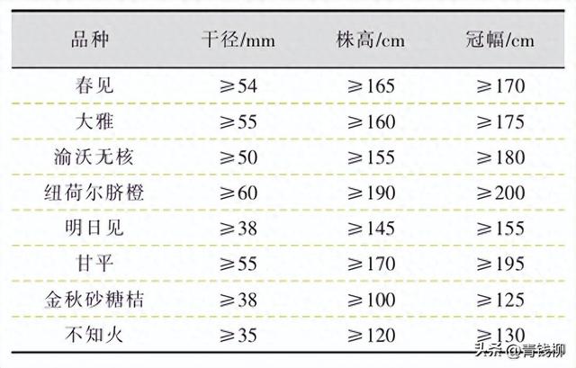 四川柑桔快速成园与绿色高效周年管理技术要点