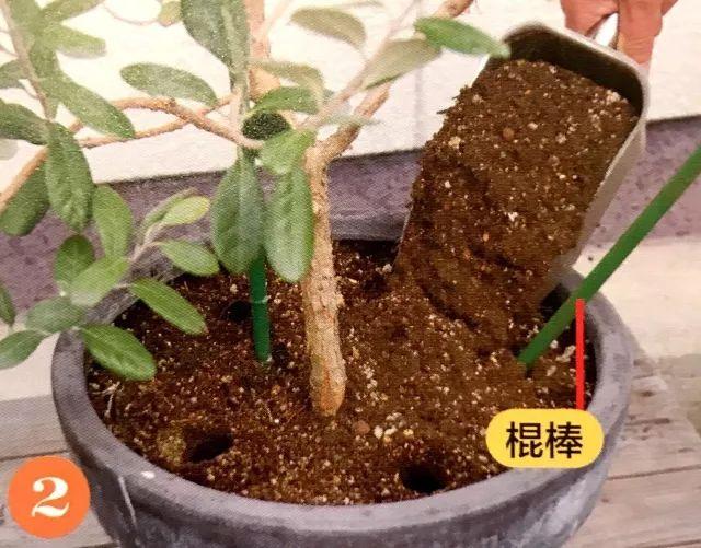 懒得为植物换土？超简单神奇的“钻头松土法”为你解忧