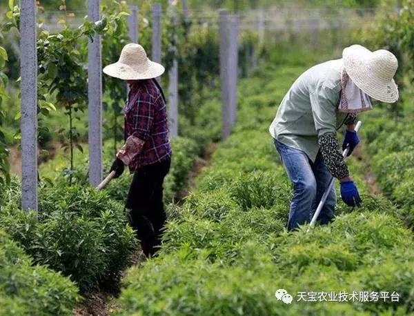 种植高手教你怎样种好中药材！