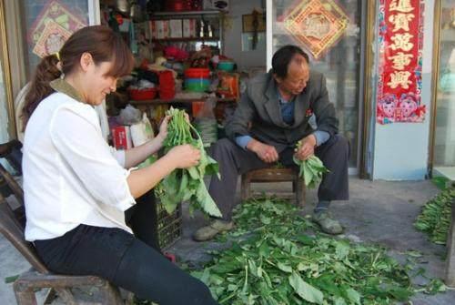 农民致富有绝招（七）农民种野菜年赚30万 只因为他用了这样2招！