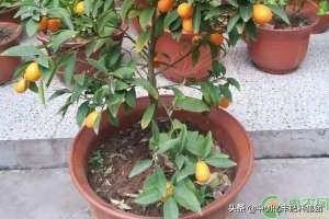 金橘的种植和管理(金桔树的养殖方法和注意事项)