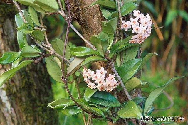 皮实又好养的“懒人”浓香花卉植物——银斑球兰，你见过吗？