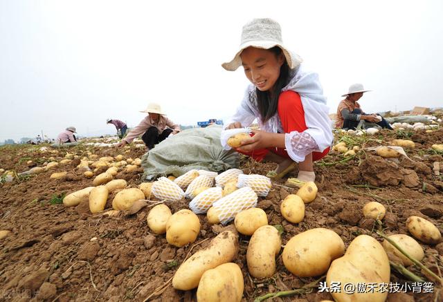 提高马铃薯产量品质的15个种植管理技巧，每个都很重要