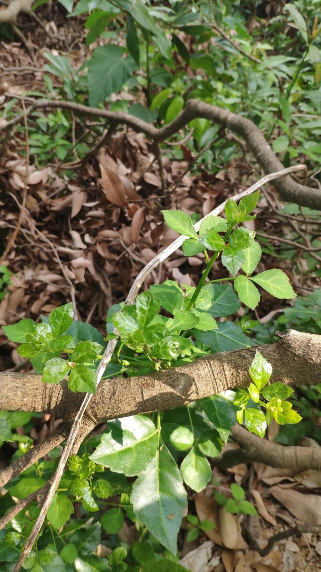 恩平人餐桌的野菜——勒菜滚汤