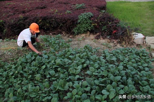 想靠种植蔬菜致富，这几个条件你具备了吗？分享给你几个经验