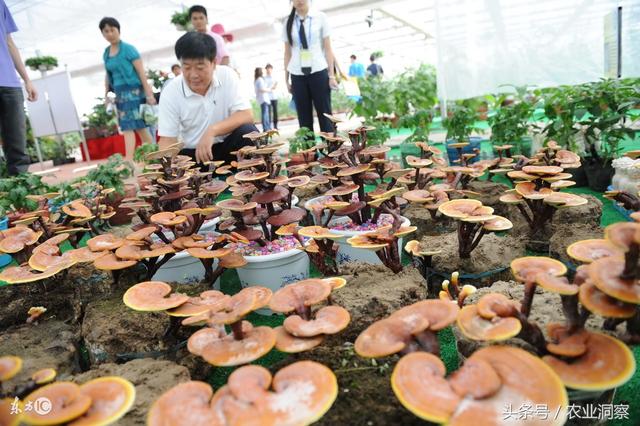 农村老韩种植灵芝盆景，年赚20万元！发家致富后带动全村致富！