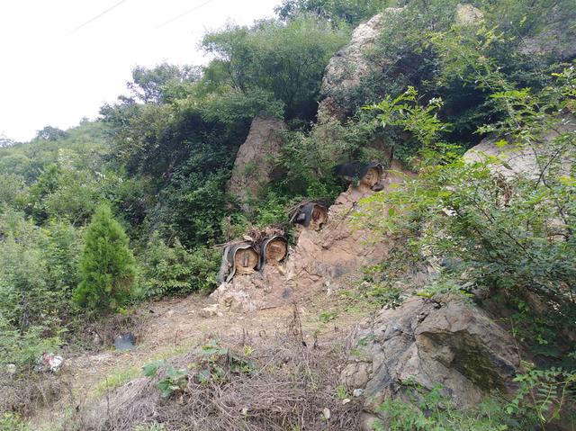 图虫人文摄影：山里的荆条花开了，土蜜蜂在采蜜