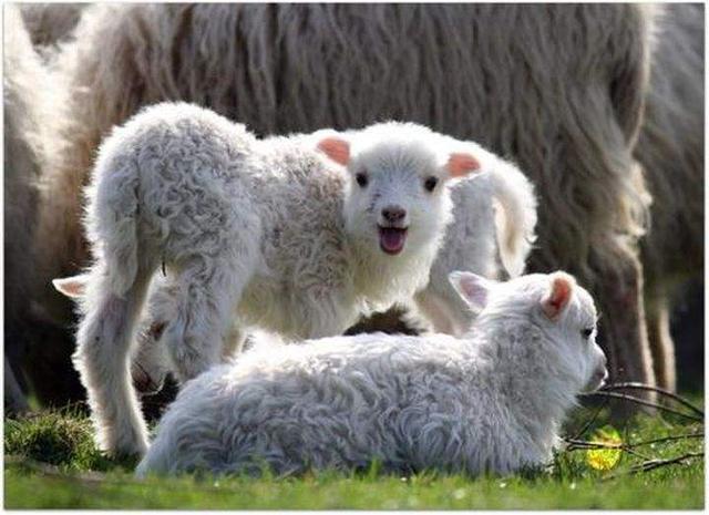 北方养羊什么品种羊最好？什么羊适合北方养殖？本文为你讲解