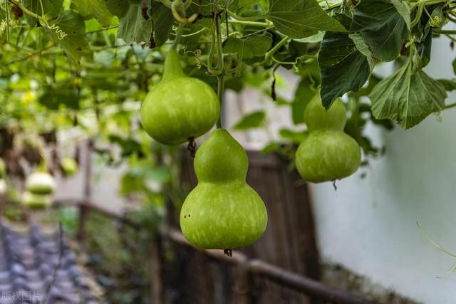 5月份江苏地区要种植这10种蔬菜啦