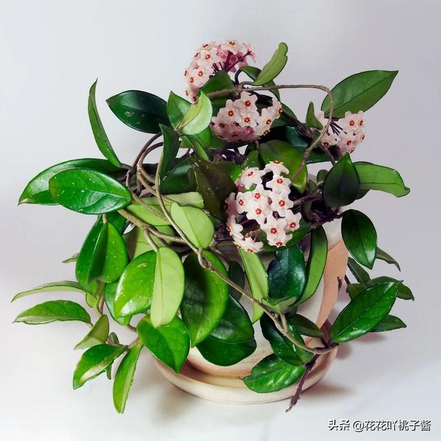 皮实又好养的“懒人”浓香花卉植物——银斑球兰，你见过吗？