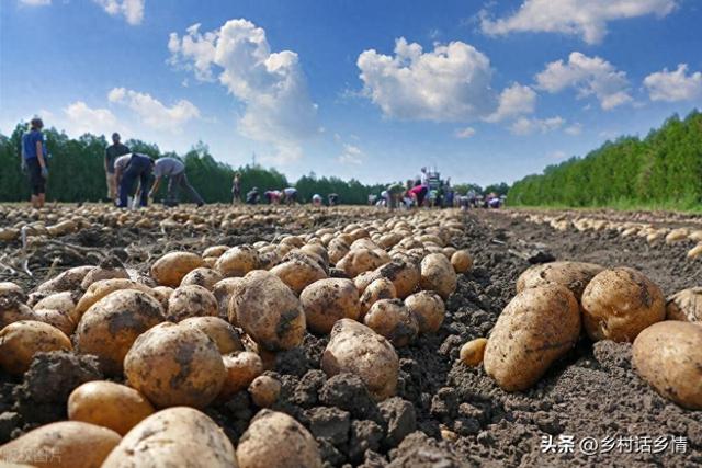 种植土豆株行距和深度多少？出苗后一穴留几棵？记住四个高产要点