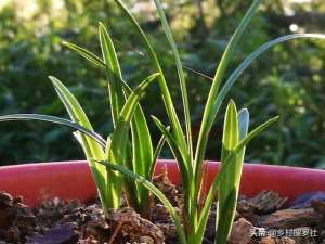 野生兰草的养殖方法(这样种植野生兰花，成活率高而且生根更壮，新手兰友需要了解)