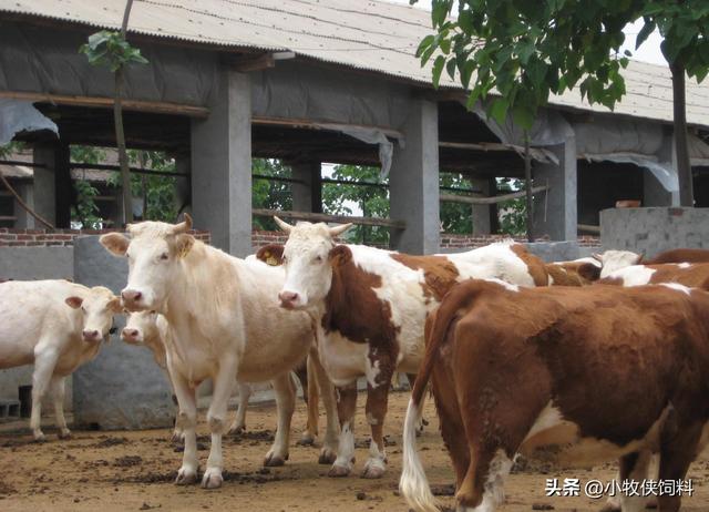 肉牛养殖技术要点，肉牛养殖技术和方法，新生养牛人一定要学习！