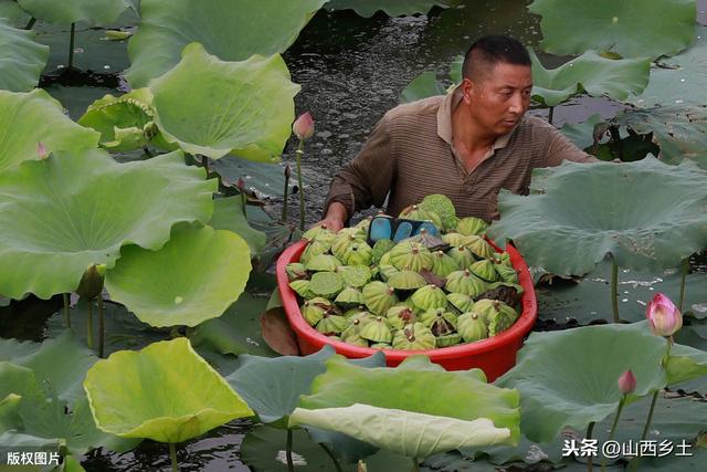 山西小伙承包20亩地，种植一种莲藕，亩平均收益超万元