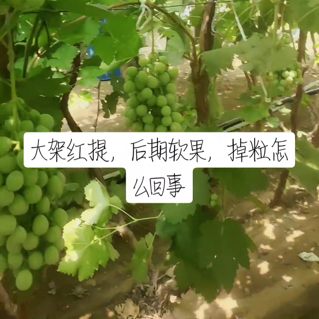 ，大架红提，后期为什么，掉粒，软果现象#记录我的种植生活