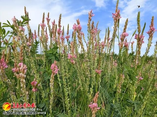 揭秘新疆牧草里的“抗寒高手”