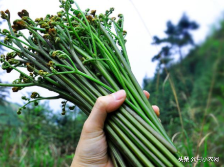 在农村越来越多的蕨菜，被人工种植来赚钱，学会这5招轻松种蕨菜