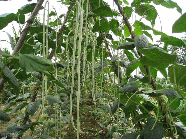 5月份江苏地区要种植这10种蔬菜啦