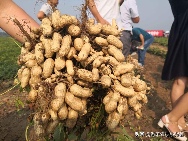 花生种植密度多大才能更高产？垄距、行距、株距多少比较合适？