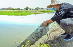 长沙龙虾养殖基地(呷龙虾钓龙虾，长沙这个村很韵味)