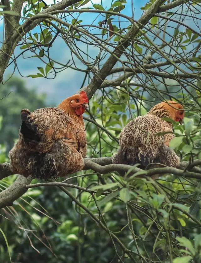 养殖土鸡能不能赚钱？