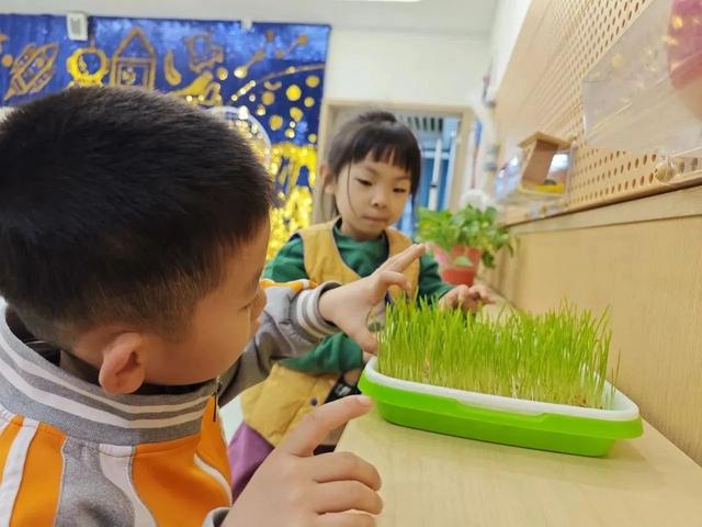 未央区第四幼儿园开展“猫草种植记录”课程