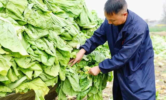 亩产近7吨，增产30%！农机达人摇身变成青菜种植“领头羊”