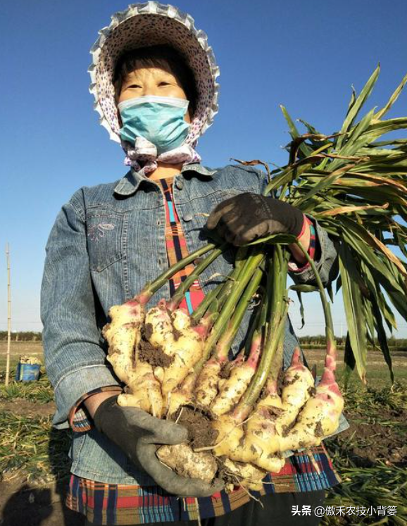 大姜种植管理抓好几点，个头大、产量高、品相好、卖价高