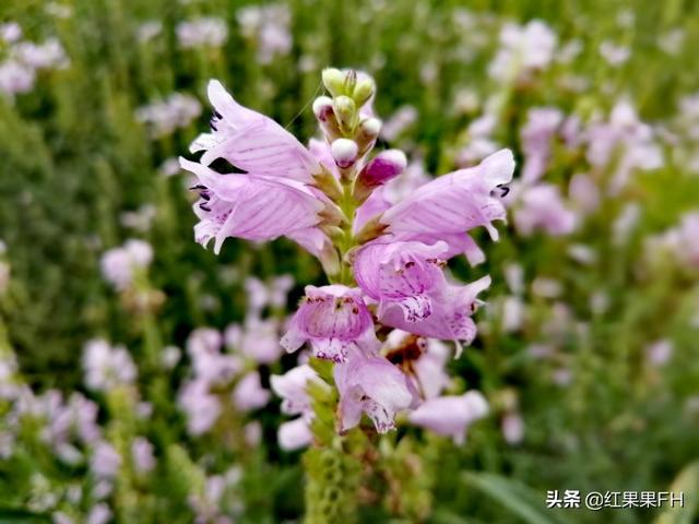 走出去你会见到各种各样美丽的风景，假龙头花就是这样美好的相遇