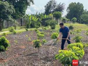 海南适合种植什么药材(海南创新发展特色黎药 探索牛耳枫和辣蓼人工种植)