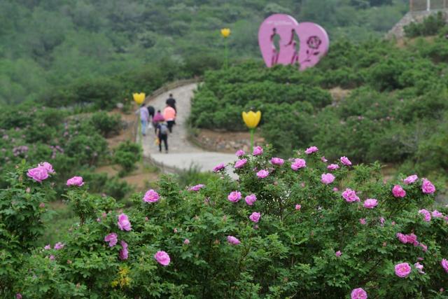 北京最大户外月季基地，千亩花海五一绽放