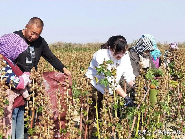 全株有毒，一粒种子可致命，如今却成全球十大油料作物，价值极高