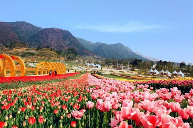 贵州有8处郁金香花海，约吗？