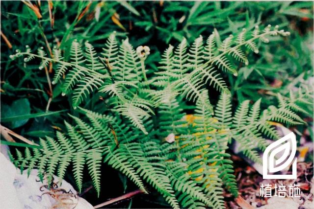 「植培施」凤尾蕨Pteris multifida 蕨类植物栽培手册