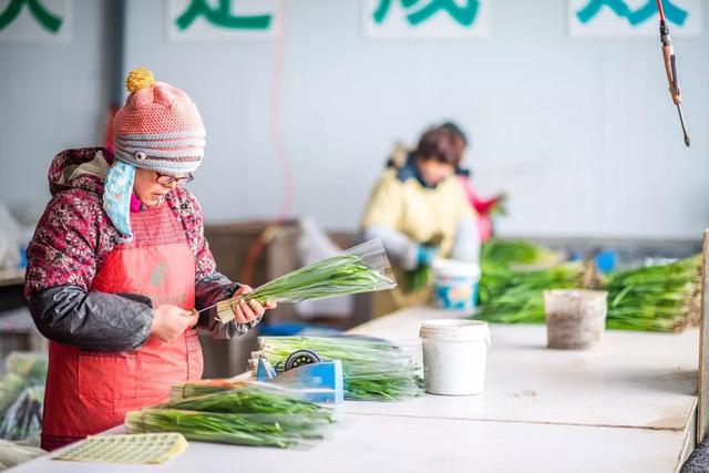 菜农造移动温室大棚露天菜地3分钟大变样，4个人可轻松抬动，新奇