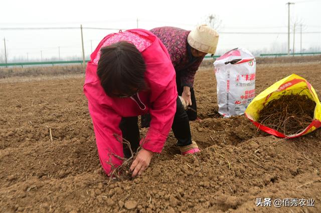 农村人怎样才能种好何首乌？掌握4种方法，品质好才能多赚钱