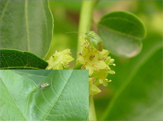 枣树种植很麻烦？掌握一项关键技术，保证大枣挂满枝头