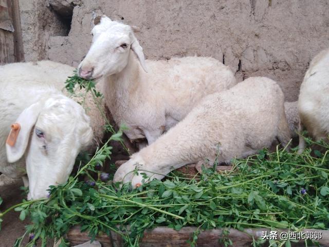 详解肉羊饲料配制的方法、步骤以及需要注意的事项