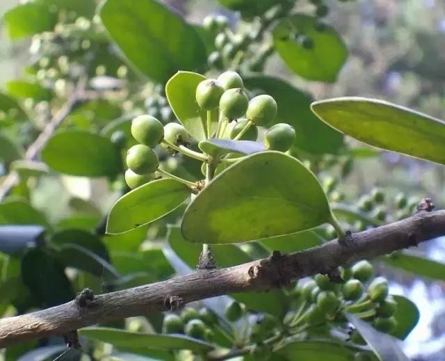 枸骨盆栽的养护鉴赏及市场现状