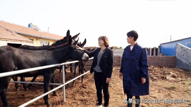 【田间示范秀】让毛驴长好膘