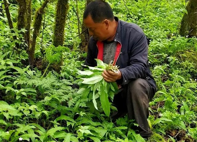 俗称“山韭”，深山里的野生韭菜，遇到要珍惜，记住只摘叶不挖根