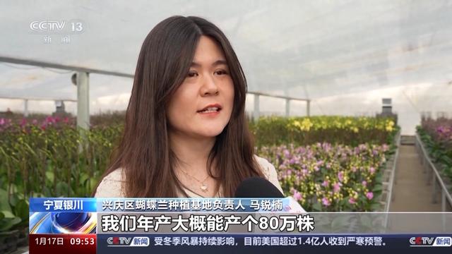 迷你玫瑰、蝴蝶兰、郁金香 “美丽经济”在腊月升温走俏