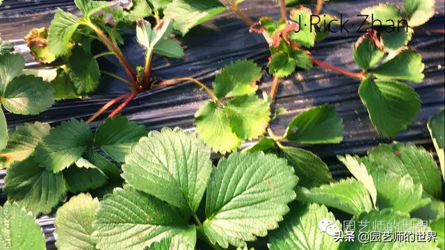 草莓种植技术指导