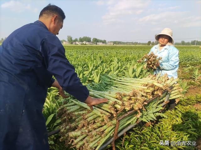 安徽农民巧种田，中药材田套种特色蔬菜，亩收益超万元，值得借鉴