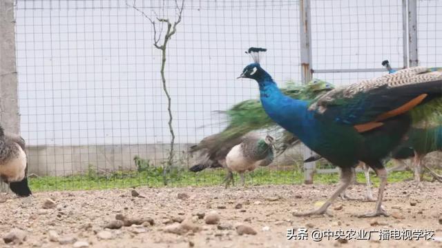 【农广天地】坡上七彩翼 坡下小土鸡